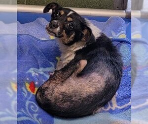 Rat Terrier Dogs for adoption in Downey, CA, USA
