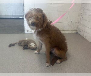 Lhasa-Poo Dogs for adoption in San Bernardino, CA, USA