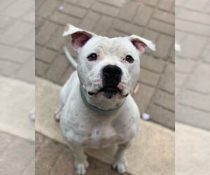 American Bulldog-Unknown Mix Dogs for adoption in San Jose, CA, USA