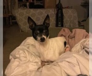 Rat Terrier Dogs for adoption in Issaquah, WA, USA