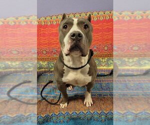 American Staffordshire Terrier Dogs for adoption in Henderson, NV, USA