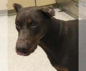 Doberman Pinscher Dogs for adoption in Riverside, CA, USA