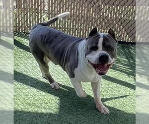 American Pit Bull Terrier Dogs for adoption in Norco, CA, USA
