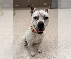 American Bulldog-Unknown Mix Dogs for adoption in Brighton, CO, USA