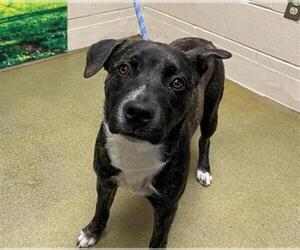 Labrador Retriever-Unknown Mix Dogs for adoption in Moreno Valley, CA, USA