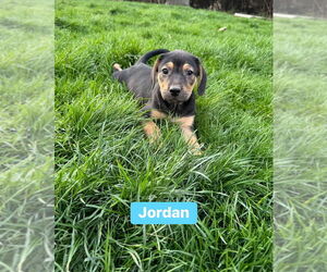 Labrador Retriever-Unknown Mix Dogs for adoption in Springdale, PA, USA