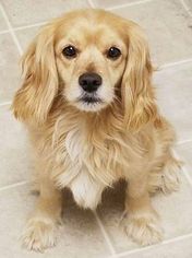 Cocker Spaniel Dogs for adoption in Garner, NC, USA
