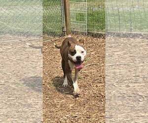 Mutt Dogs for adoption in Rustburg, VA, USA