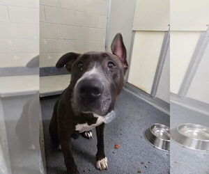 Great Dane-Staffordshire Bull Terrier Mix Dogs for adoption in Glen Allen, VA, USA