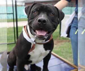American Staffordshire Terrier-Unknown Mix Dogs for adoption in San Antonio, TX, USA