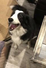 Border Collie Dogs for adoption in Littleton, CO, USA
