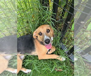 Beagle-Unknown Mix Dogs for adoption in Fairfax, VA, USA