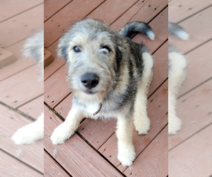 Huskies -Poodle (Standard) Mix Dogs for adoption in Baileyton, AL, USA