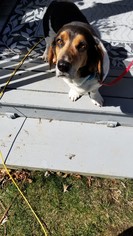 Basset Hound Dogs for adoption in Rolling Meadows, IL, USA