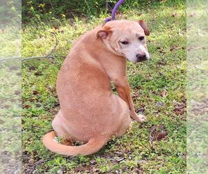 Bulldog-Labrador Retriever Mix Dogs for adoption in Wetumpka, AL, USA