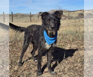 Mutt Dogs for adoption in Lakewood, CO, USA