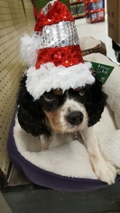 Cavalier King Charles Spaniel Dogs for adoption in Taunton, MA, USA