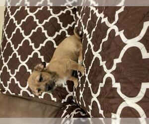 Chihuahua Dogs for adoption in Waco, TX, USA