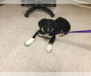 Australian Shepherd-Unknown Mix Dogs for adoption in Riverside, CA, USA