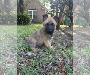 German Shepherd Dog-Unknown Mix Dogs for adoption in The Woodlands, TX, USA