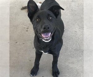 Labrador Retriever-Unknown Mix Dogs for adoption in Chula Vista, CA, USA