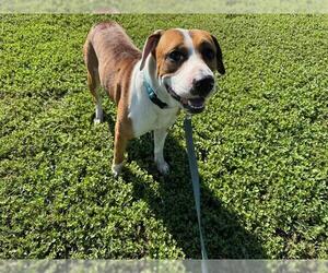 American Foxhound-Unknown Mix Dogs for adoption in Ocala, FL, USA