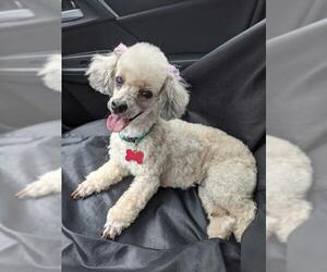 Poodle (Toy) Dogs for adoption in PIPE CREEK, TX, USA