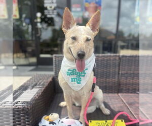 Mutt Dogs for adoption in Aurora, CO, USA