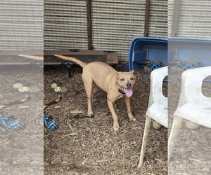 Mutt Dogs for adoption in Rustburg, VA, USA