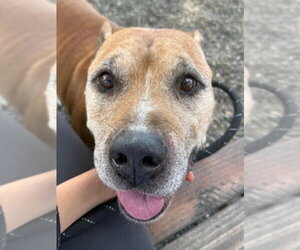 Mutt Dogs for adoption in Woodland, CA, USA