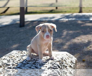 American Pit Bull Terrier Dogs for adoption in miami, FL, USA