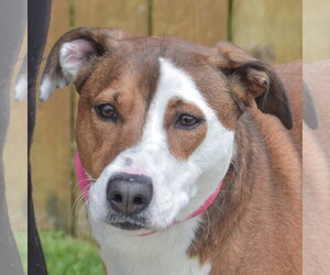 American Staffordshire Terrier-Pointer Mix Dogs for adoption in Huntley, IL, USA