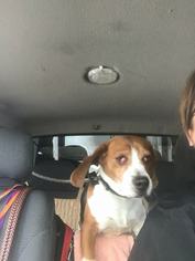 Beagle Dogs for adoption in Strongsville, OH, USA