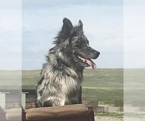 Australian Shepherd Dogs for adoption in Red Lodge, MT, USA