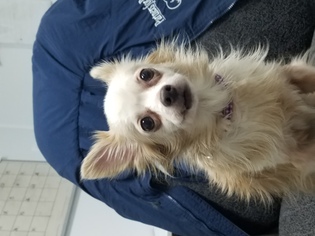 Chihuahua Dogs for adoption in Troy, IL, USA