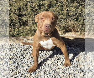 American Staffordshire Terrier-Labrador Retriever Mix Dogs for adoption in Albuquerque, NM, USA