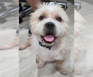 Norfolk Terrier-Shih Tzu Mix Dogs for adoption in San Antonio, TX, USA