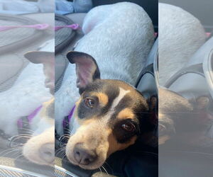 Rat Terrier Dogs for adoption in Gulfport, MI, USA