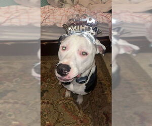 American Pit Bull Terrier-Unknown Mix Dogs for adoption in Ogden, UT, USA