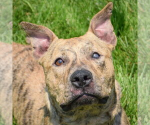 American Staffordshire Terrier-Bull Terrier Mix Dogs for adoption in Huntley, IL, USA
