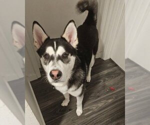 Siberian Husky-Unknown Mix Dogs for adoption in Petaluma, CA, USA