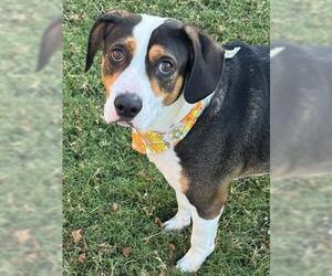 American Pit Bull Terrier-Unknown Mix Dogs for adoption in Tulsa, OK, USA