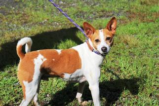 Rat Terrier Dogs for adoption in Marble, NC, USA