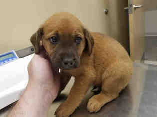 English Coonhound-Golden Retriever Mix Dogs for adoption in Waynesville, NC, USA