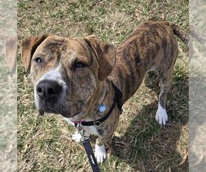American Pit Bull Terrier Dogs for adoption in Waterford, VA, USA