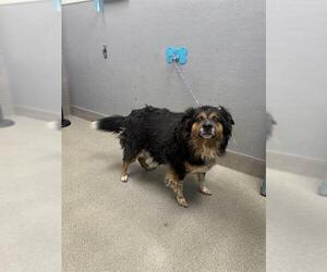 German Shepherd Dog-Unknown Mix Dogs for adoption in Las Vegas, NV, USA
