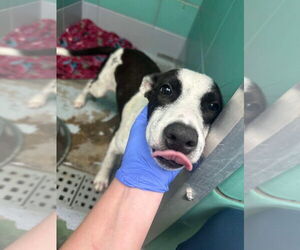 American Pit Bull Terrier-Labrador Retriever Mix Dogs for adoption in Brewster, NY, USA