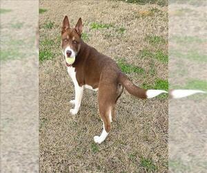Siberian Husky-Unknown Mix Dogs for adoption in Grovetown, GA, USA
