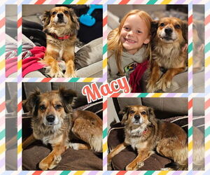 Australian Shepherd-Tibetan Spaniel Mix Dogs for adoption in Blacksburg, SC, USA