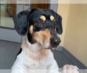 Beagle Dogs for adoption in Low Moor, VA, USA